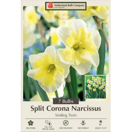 Smiling Twin Daffodil - Split Corona Narcissus- 14/16cm Bulbs - 7 Bulbs