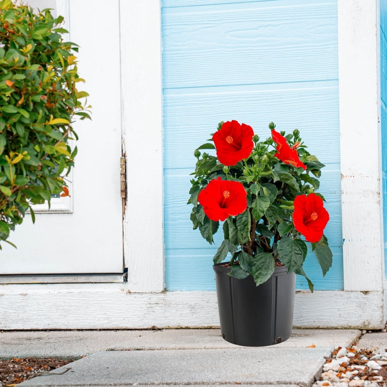 Island Blooms by Costa Farms 2G Red Hibiscus in grower pot, Direct