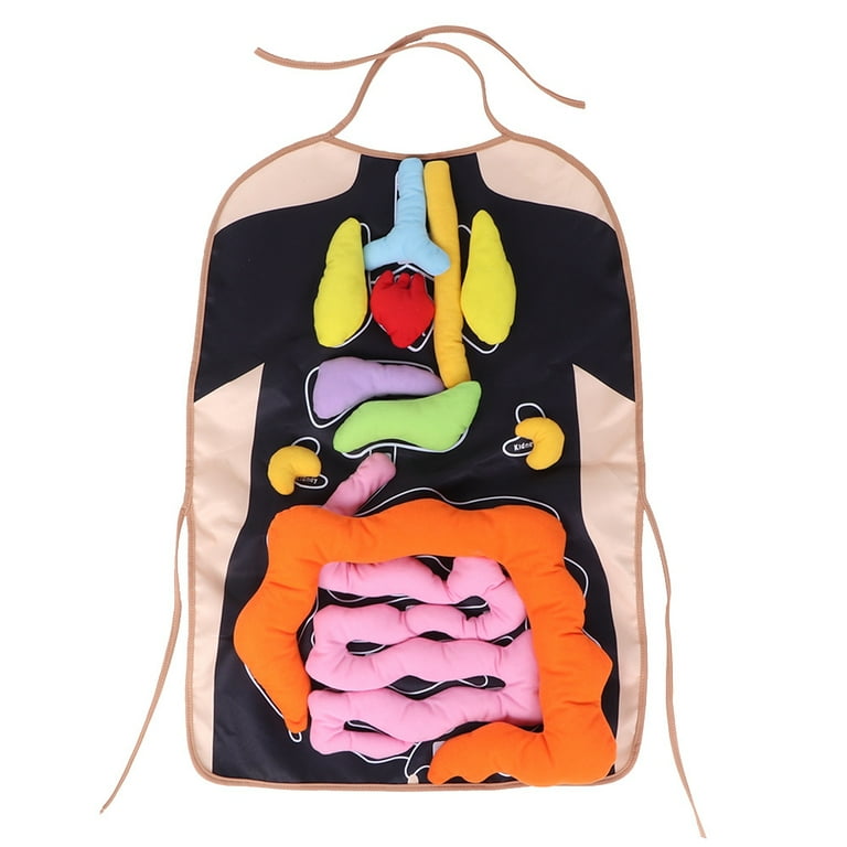 Educational 3d hotsell organ apron