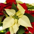 thumbnail image 2 of Expert Gardener 1.5gal Red White Poinsettia Live Holiday Plant Decorative Pot Indirect Sun, 2 of 7