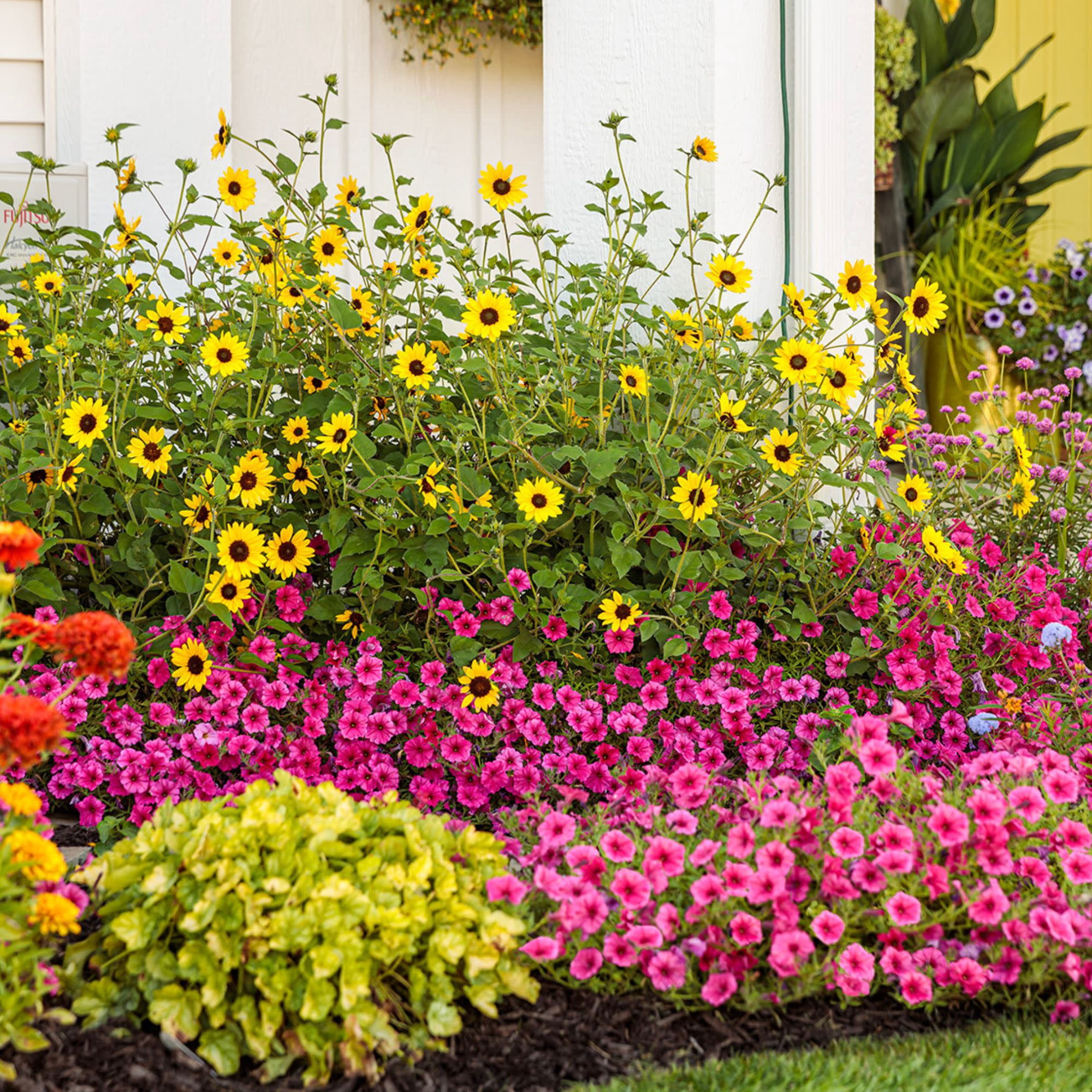 Proven Winners 8" Suncredible Yellow Sunflower Live Plant in 6.5" Pot