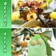 thumbnail image 4 of 100 bolsas de red para frutas, bolsas de protección de frutas de 6 x 8 pulgadas con cordón, bolsa de barrera de red para plantas de jardín para tomates, uvas, mangos, 4 of 5