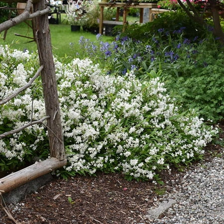 Nikko Slender Deutzia-Compact Deciduous Shrub-Attracts Pollinators 3 Gallon