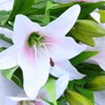 thumbnail image 5 of Raindrops 5 Pcs Bouquet Home Artificial Lily Wedding Decor PVC Flowers 15X36cm, 5 of 8