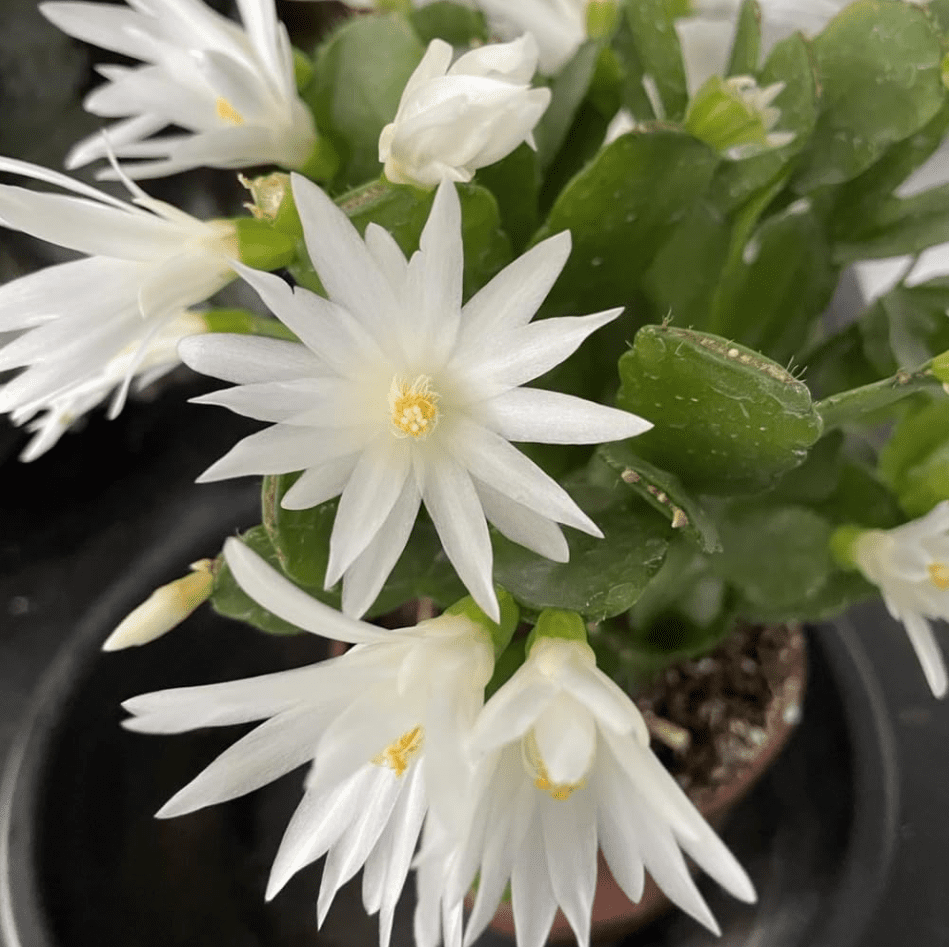 White Easter Cactus Plant Live for Planting, Easter Cactus Plant, White Spring Cactus Plant Perennial Flower Easter Cactus for Indoor Garden, 4 to 6 Inch Tall, No Pot