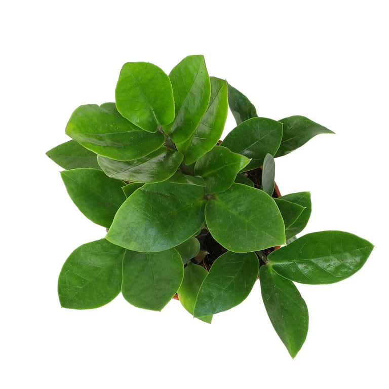 ELEMENT BY ALTMAN PLANTS 3.5