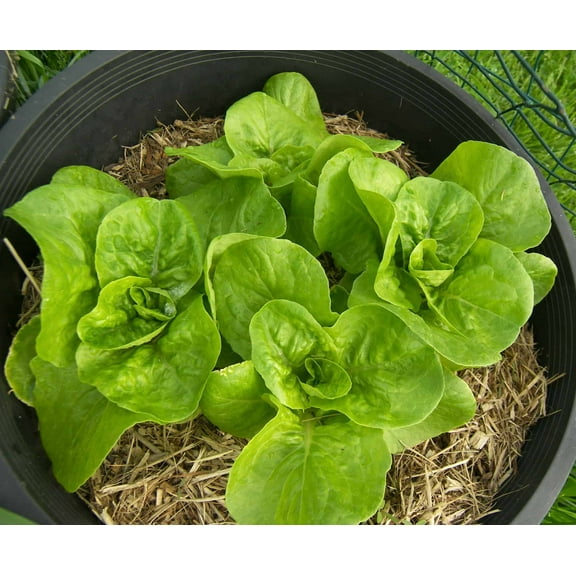 Lettuce Seed, Bibb Leaf Butterhead Lettuce, Heirloom, Non GMO, 500 Seeds, Garden