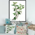 thumbnail image 2 of Designart 'Ancient Green Leaves Plants VII' Traditional Framed Canvas Wall Art Print, 2 of 5