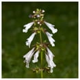 thumbnail image 2 of Everwilde Farms - 1 oz Lyre Leaved Sage Native Wildflower Seeds - Gold Vault Bulk Seed Packet, 2 of 3