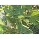 thumbnail image 5 of Red antipájaros de 2x8M, Red de aviario, Red de jardín, Red de protección de jardín, Red de enrejado de plantas, Red de protección de pájaros para frutas y verduras de jardín, 5 of 5