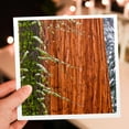 thumbnail image 7 of 3drose, Giant Sequoia Tree Close up in Winter, Sequoia Np, California, 6 Greeting Cards with Envelopes, 7 of 7