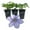 3 Plants, variant on Clematis Blue Angel - Live Starter Plant in a 2 Inch Growers Pot - Starter Plants Ready for The Garden - Rare Clematis for Collectors