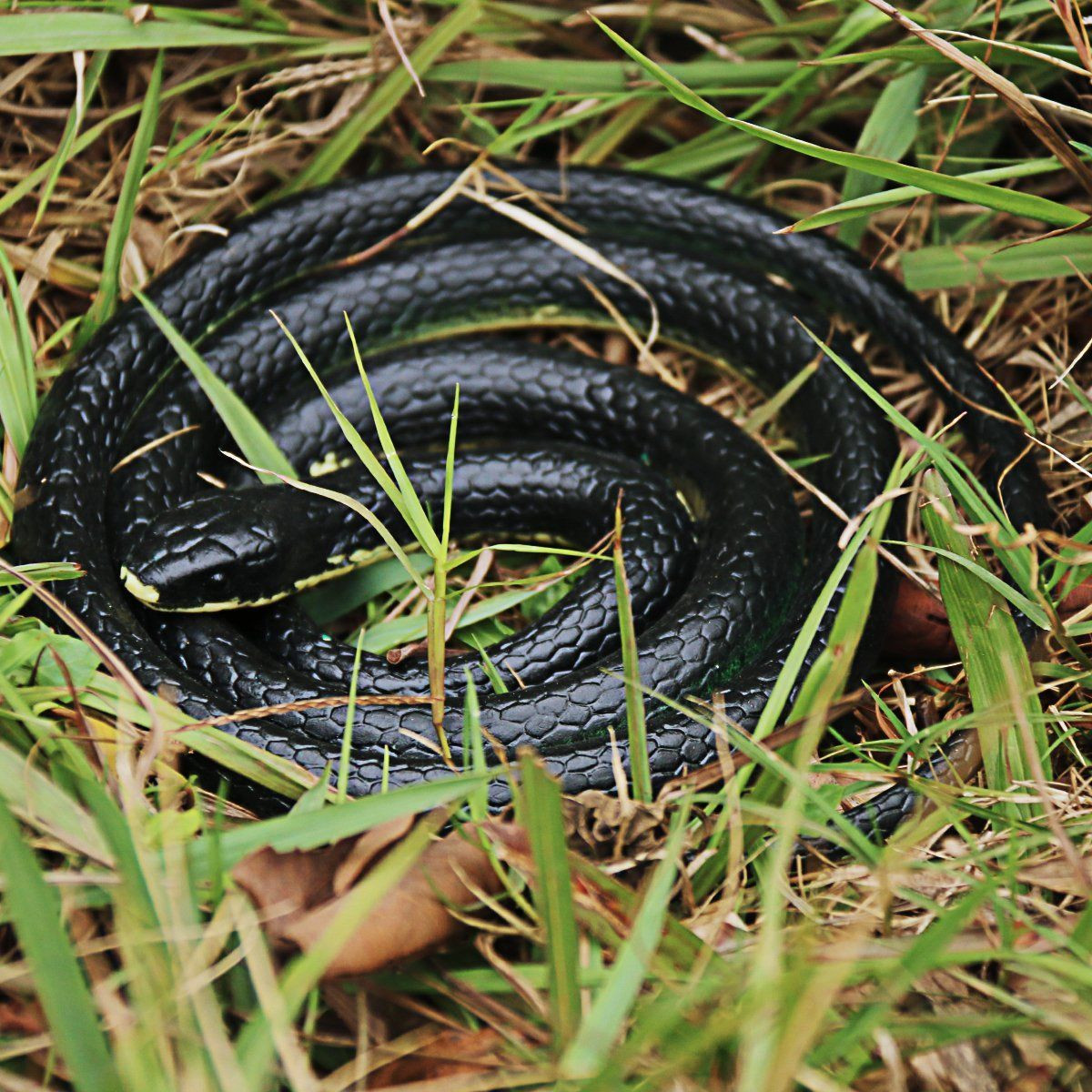rubber rattlesnake toy