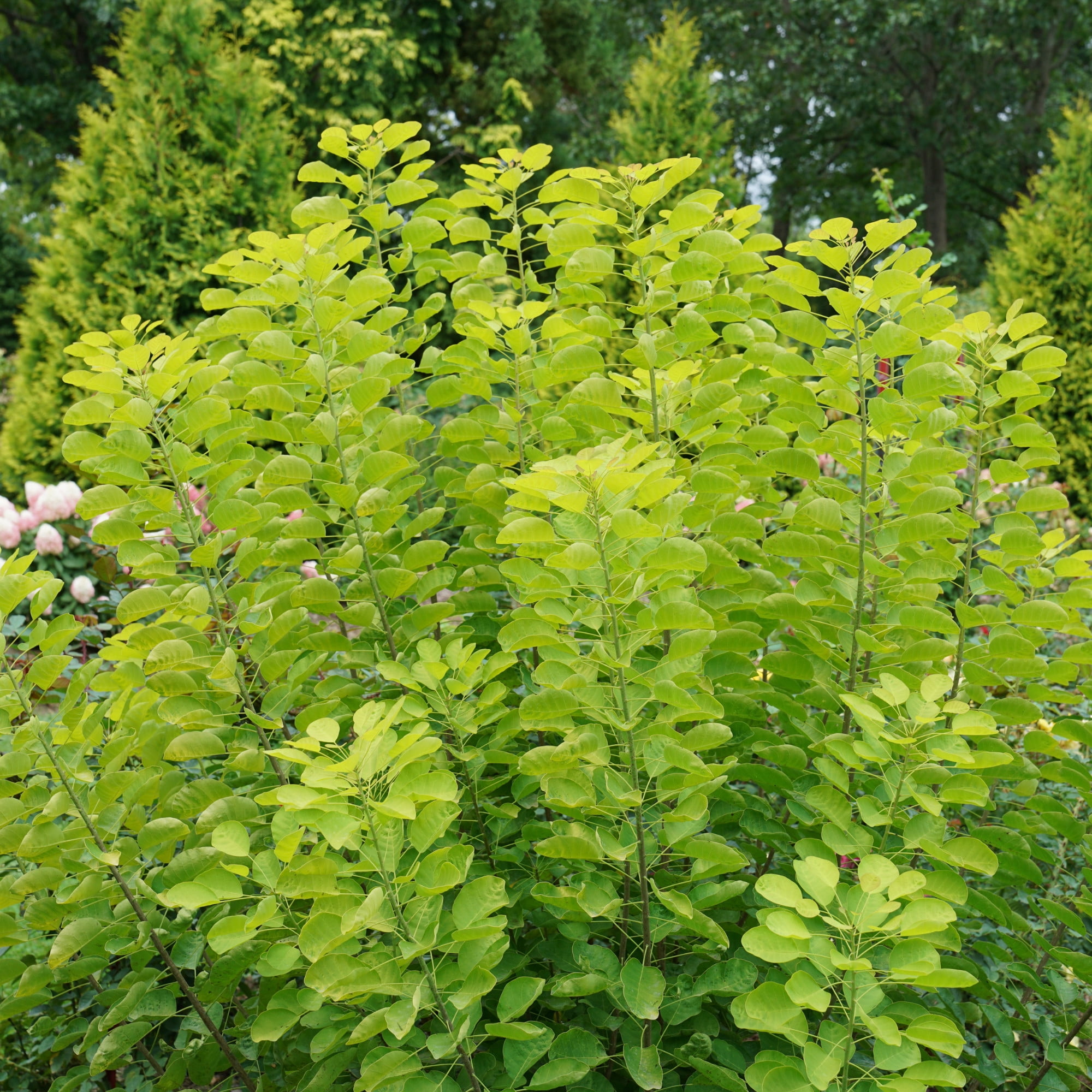 Proven Winners ColorChoice 5" Multicolor Winecraft Gold Smokebush Live Plant in 4.5" Pot (4 Count)