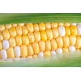 thumbnail image 4 of Coastal Bi-Color Sweet Corn Seeds for Planting, 50+ Seeds Per Packet, Non GMO Seeds, Botanical Name: Zea mays, Great Home Garden Gift, 4 of 7