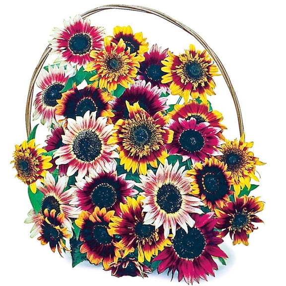 Bohemian Rhasody Sunflower Seed Mixture (25-Seed Packet)