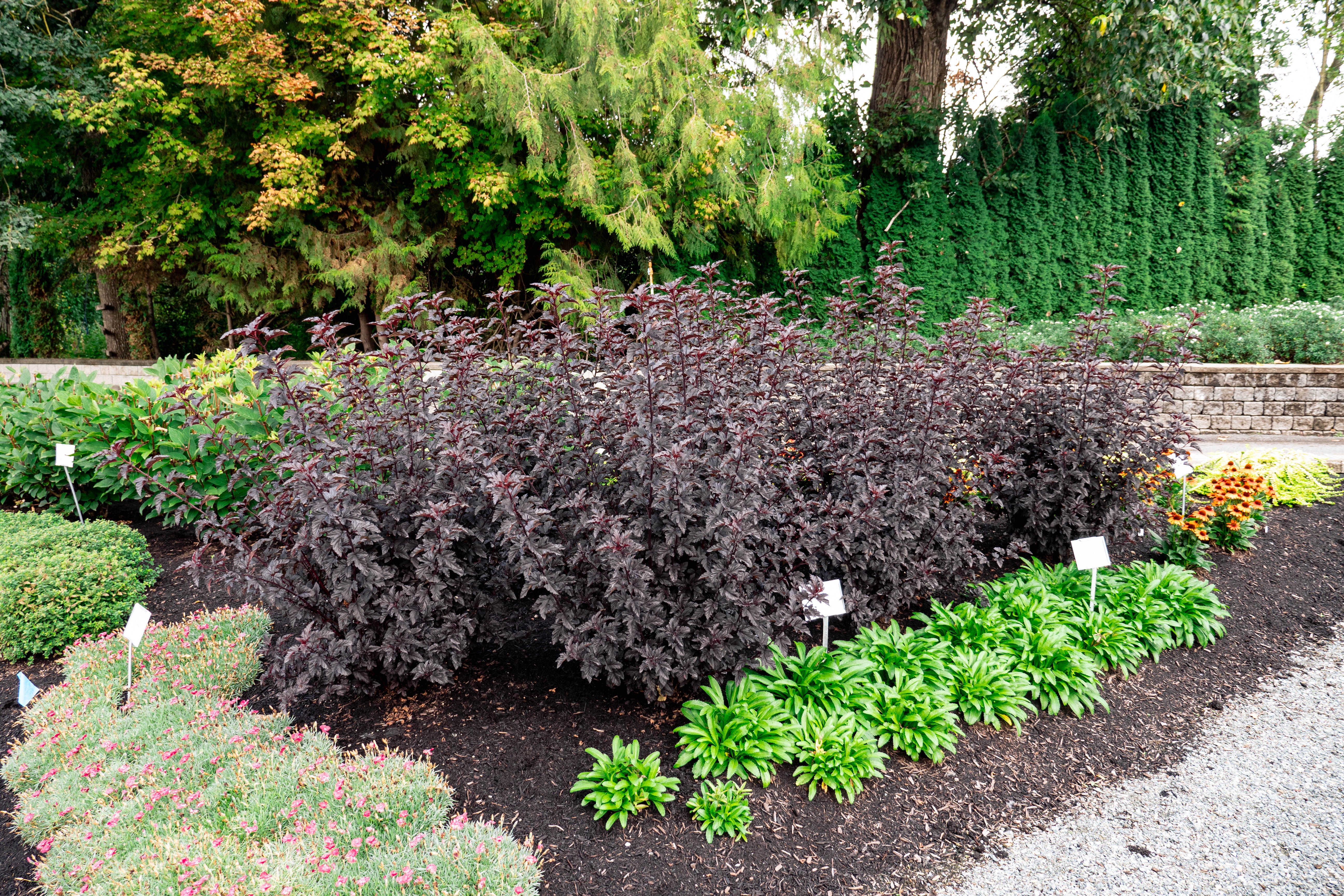 Jumbo Pint Panther Ninebark (Physocarpus) Live Shrub, Pink Flowers