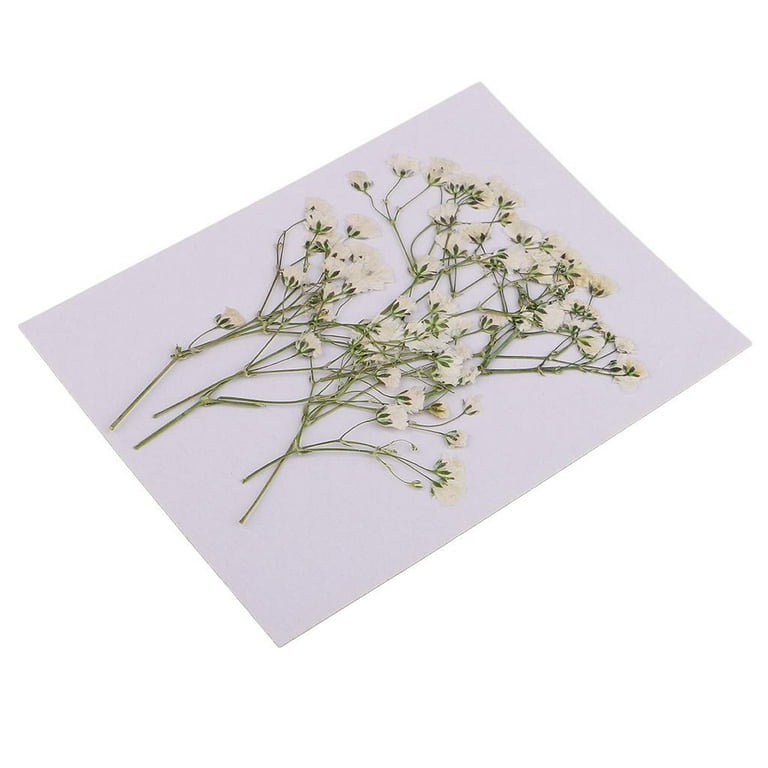 Pack Of 10 Real Pressed Dried Flowers Natural Dry Babys Breath Flowers DIY  Making Card Handmade Jewelry Resin Crafts Scrapbooking Art Crafts Accessori  