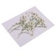 thumbnail image 1 of Hermosas Flores de Reales Prensadas Flores Secas Naturales para álbumes de Recortes Artes Y Manualidades Resina Joyería de Relleno Caja Gloria Flores secas prensadas, 1 of 9