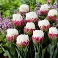 thumbnail image 3 of Raspberry Sundae Blend Flower Bulbs - 10 Bulbs per Pack - Attracts Butterflies and Hummingbirds - Good as Cut Flowers - Easy to Grow Live Plants - Outdoor Garden, 3 of 5