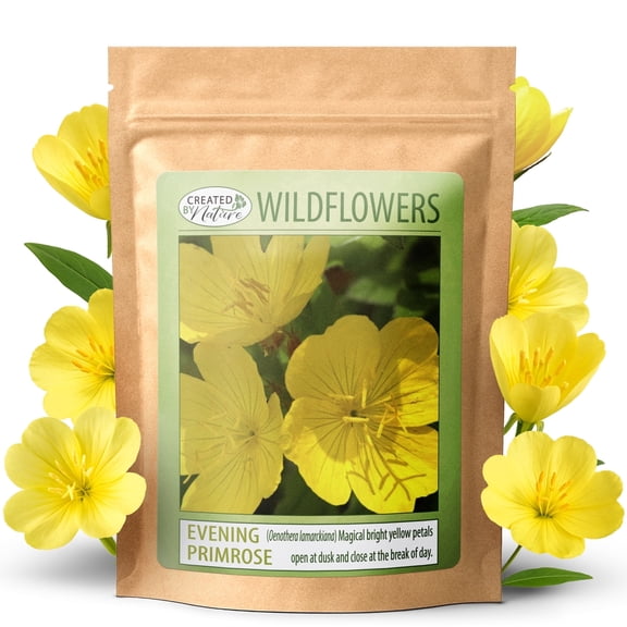 Created By Nature Evening Primrose Seeds, 44,000 Yellow Wildflower Seeds