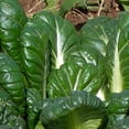 thumbnail image 1 of Tatsoi Mustard Seeds: 5 Lbs Bulk - Bulk, Tat Soi Microgreens & Herb Garden Seeds - Grow Micro Greens, 1 of 2