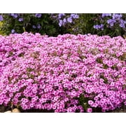 50 Caramba Phlox Seeds – Perennial Garden Flower – Pollinator Friendly Blooming Plant