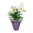thumbnail image 2 of Gifts in Bloom 6IN White Easter Lily Live Plant in Decorative Pot, Indirect Sunlight, 2 of 5