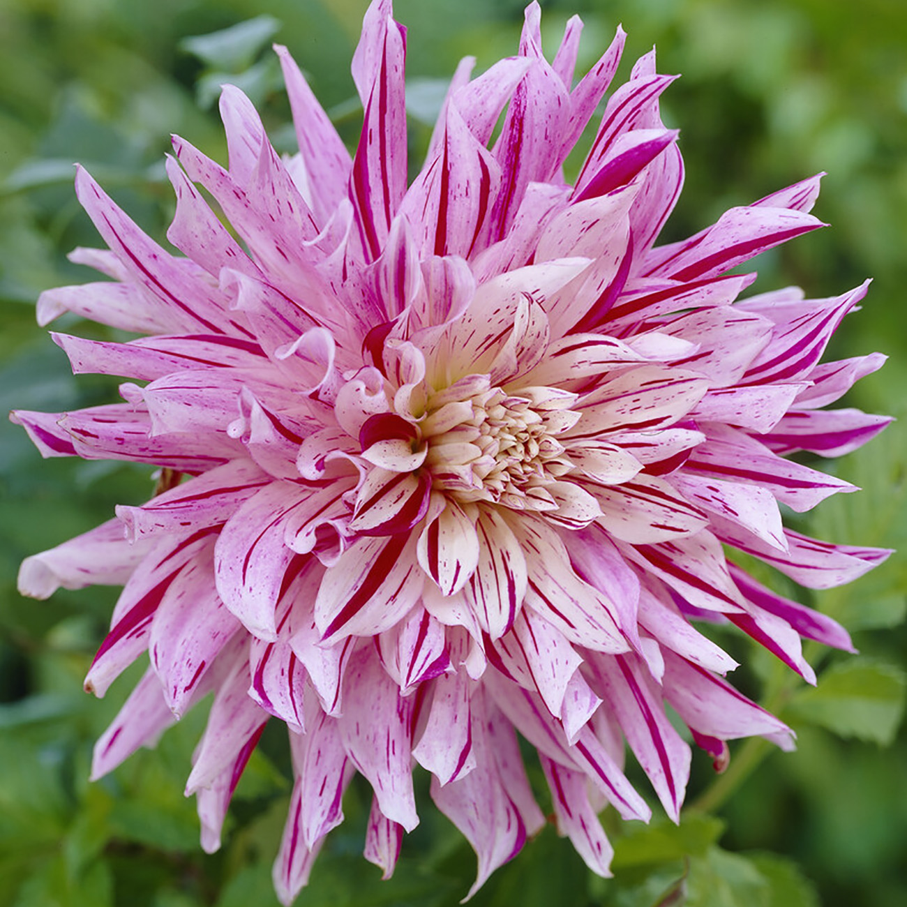 Van Zyverden Dahlias Bristol Stripe, 3 Bulbs, Multi-color, Full Sun, Annual, Flowering