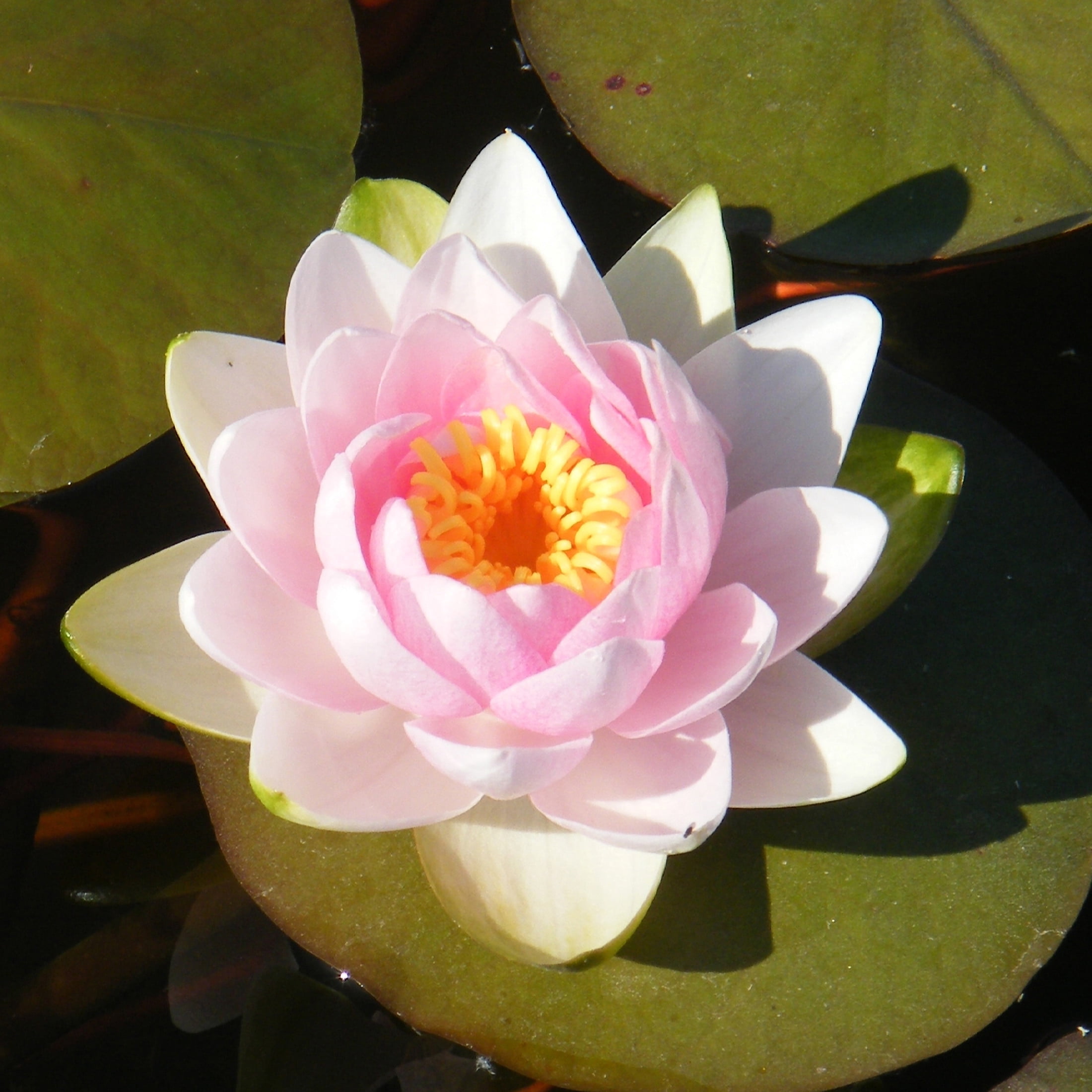 AquaMeadow Changeable Hardy Water Lily