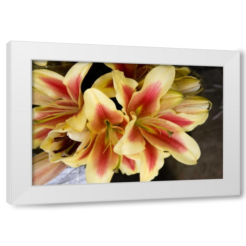 Maureen Love 18x13 White Modern Wood Framed Wall Art Titled Vanilla