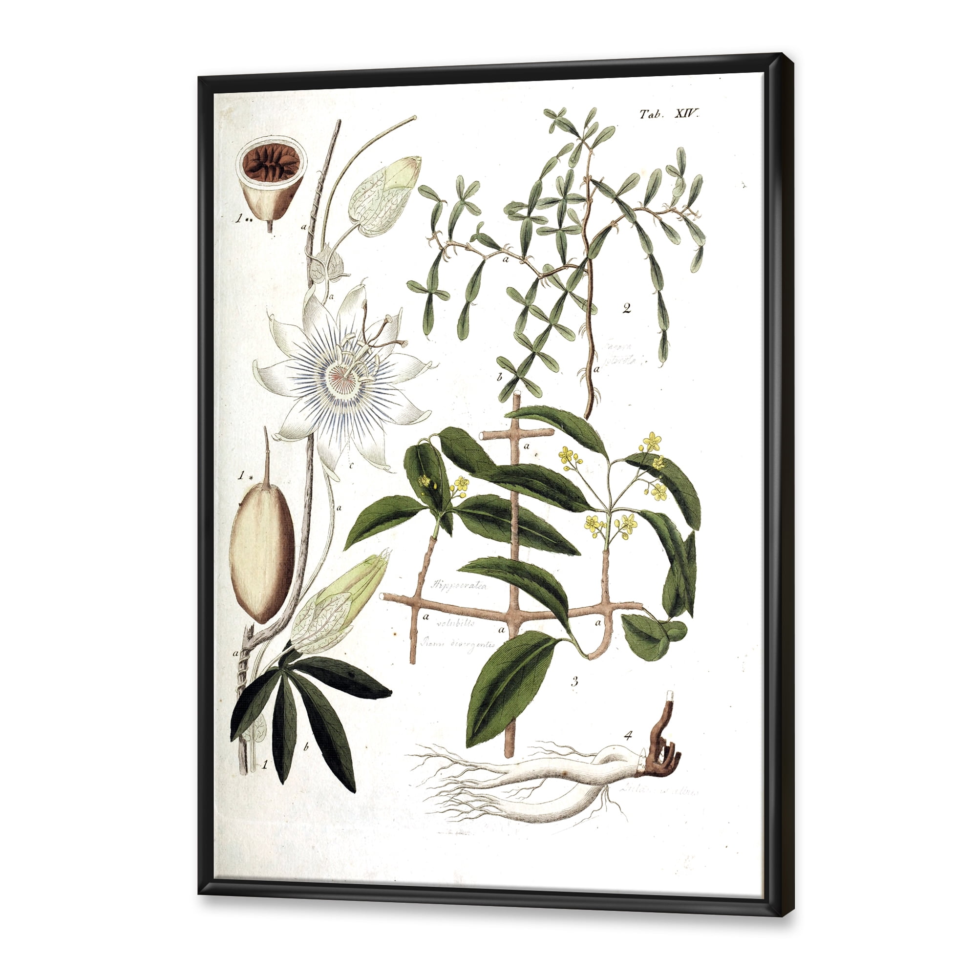 Designart 'Ancient Plant Life IV' Farmhouse Framed Canvas Wall Art Print