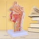 thumbnail image 3 of Modelo de anatomía de la garganta de la cavidad nasal Faringe anatómica humana, 3 of 6