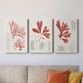 thumbnail image 2 of Vintage Coral Study I Premium Gallery Wrapped Canvas - Ready to Hang - 18 x 27 Each, 2 of 10