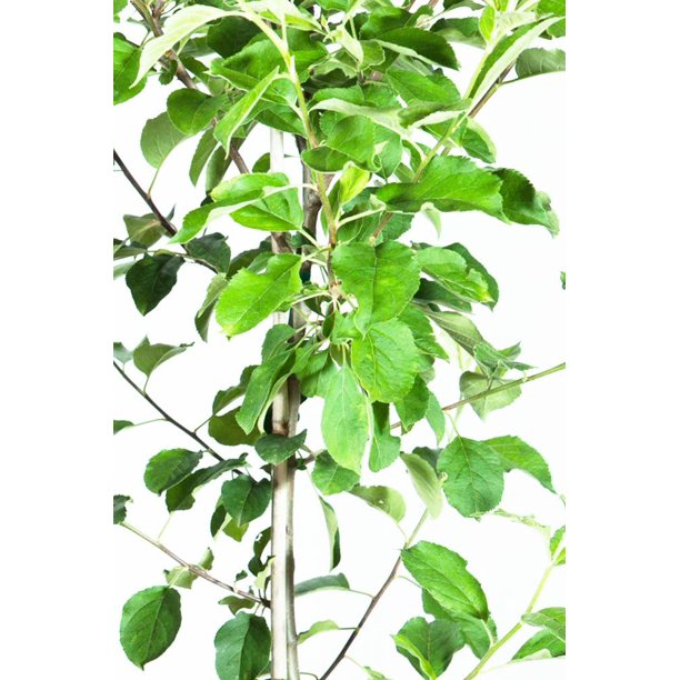 5 Gal. Anna Apple Tree SelfPollinating Low Chill Hour Producer