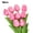Pink, variant on Anvazise