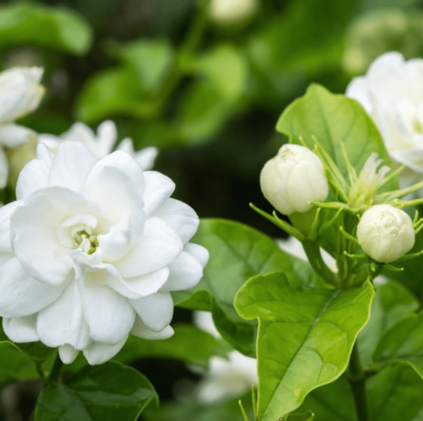 Orleans Sambac Jasmine Live Plant for Planting, Maid of Orlean Jasmine Live Plants, Jasmine Well Rooted, White Jasmine Flower Plants Tree, 4 to 6 Inch Tall, Ship No Pot