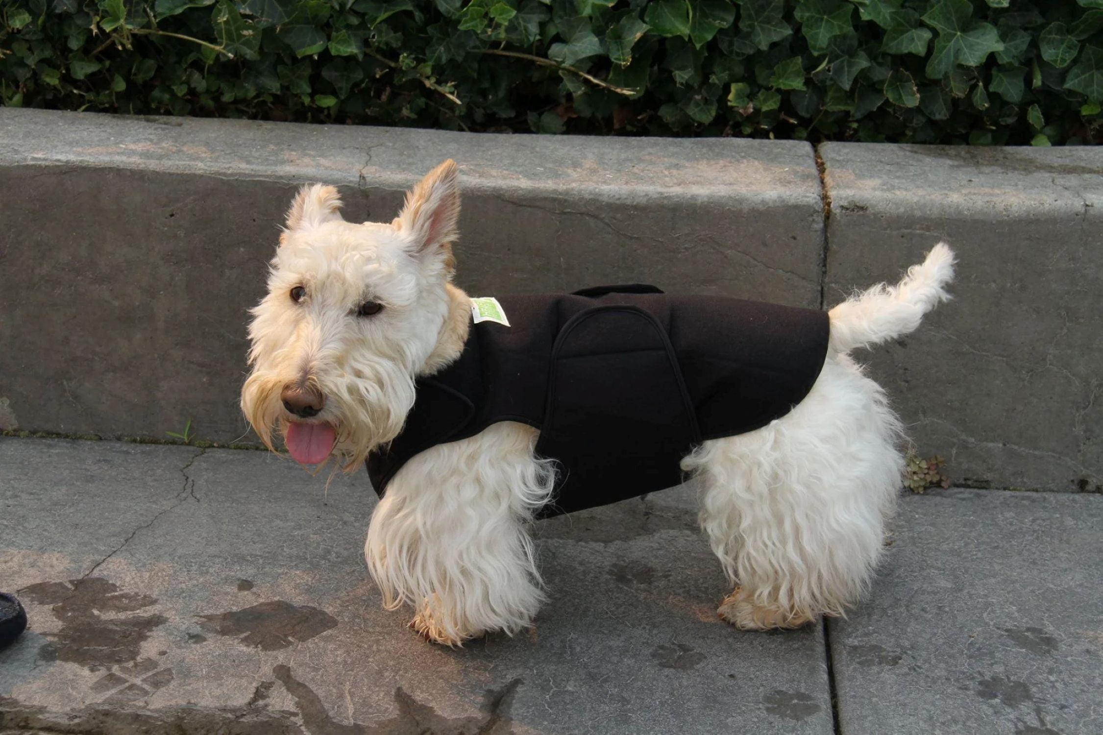 Healers Dog Anxiety Vest and Body Wrap,Front Module, helps reduce anxiety and protect pet post surgery, Pet Apparel,Small