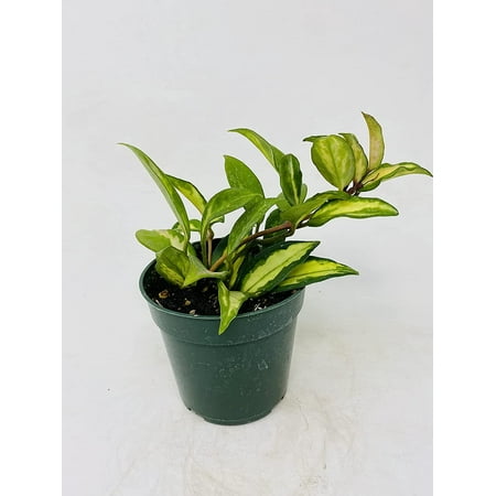 Hoya Crimson Princess - Live Houseplant- Easy Care- 4" Pot
