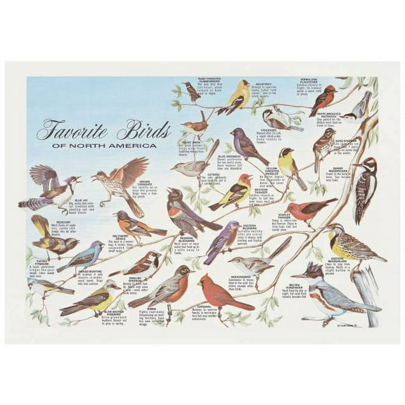 Favorite Birds Paper Placemats 50 Per Pack