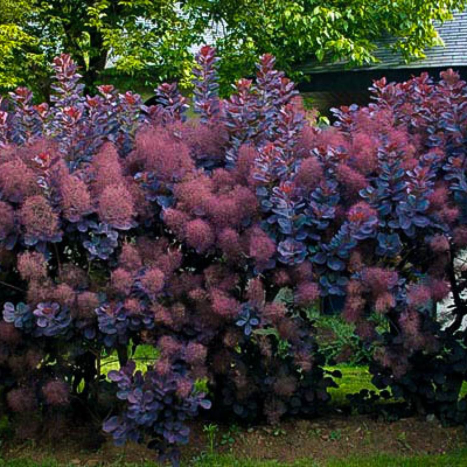 Expert Gardener 1-2' Smoketree Purple in 1 gal. Grower Pot