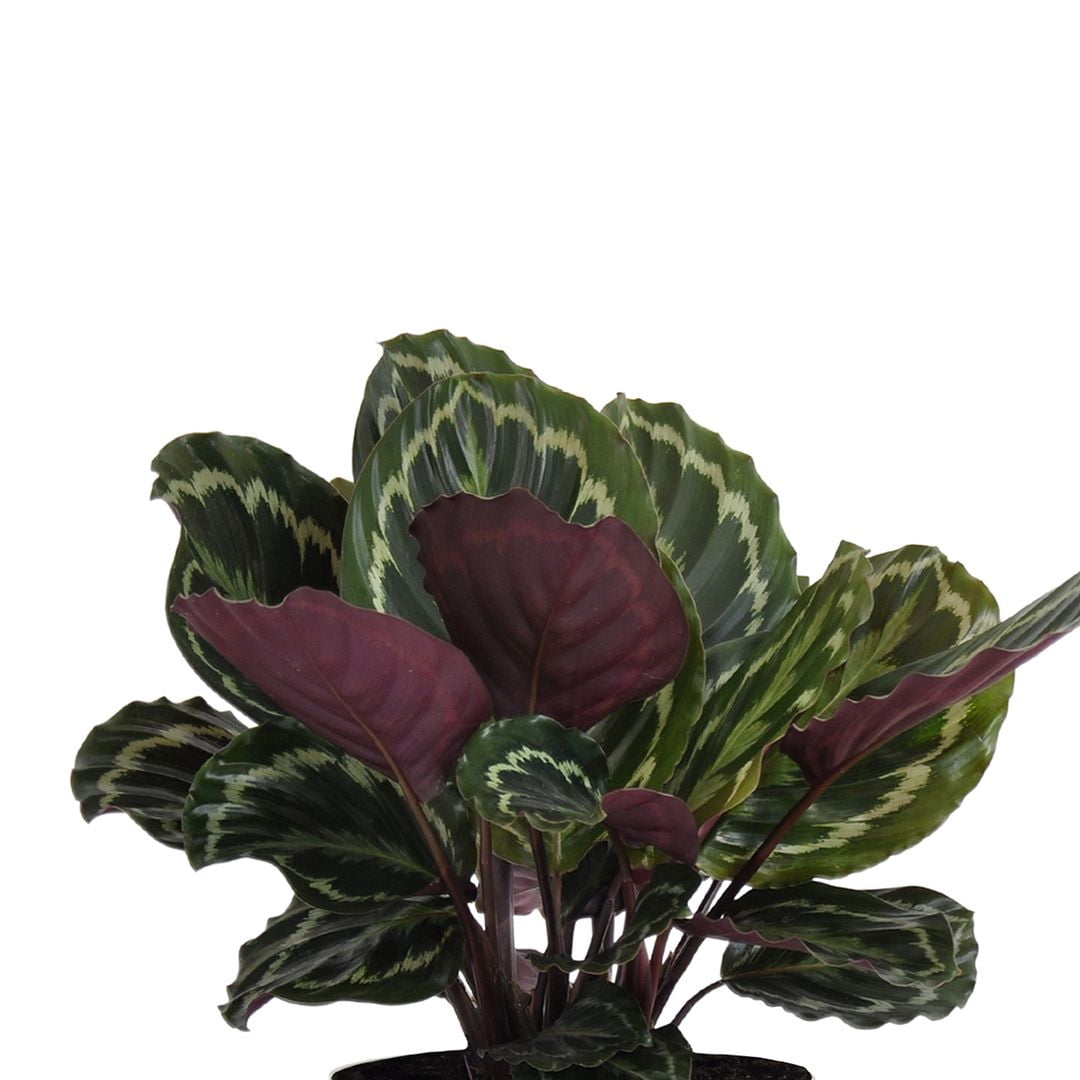 United Nursery Live Calathea Medallion Houseplant 24-28in Tall in 10in Terracotta Bayside Decor Pot