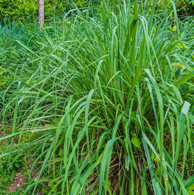 2 Citronella Grass Live Plants, Fragrant Lemon Grass Variety for Indoor & Outdoor Growing, Hardy Potted Herb Plants, 4-6 Inch Tall