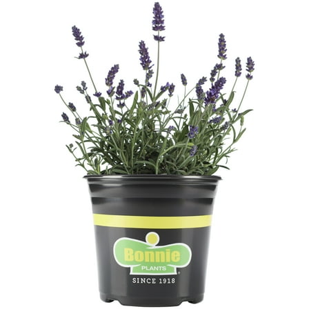Bonnie Plants Lavender 2.32 qt.