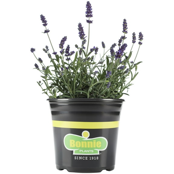 Bonnie Plants Lavender 2.32 qt.