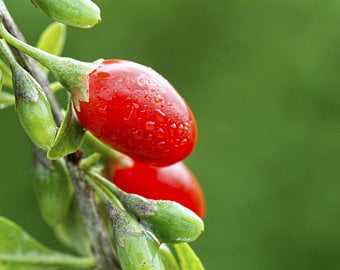 Grow Your own Goji Berry Plant in 12cm Pot Superfood Full of antioxidants