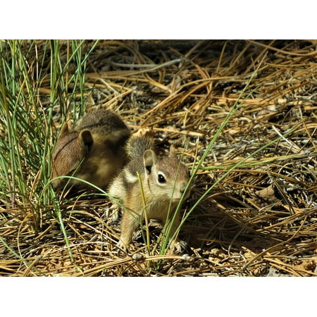 Canvas Print Chipmunk Bryce Canyon Hiking Rodent Cute Stretched Canvas 10 x