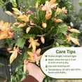 thumbnail image 4 of Yellow Christmas Cactus Plant Live, Thanksgiving Cactus Live for Indoor Outdoor Houseplant, 3 Inches Tall, 4 of 5
