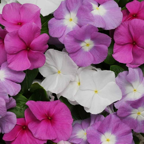Outsidepride Vinca Titan Summer Breeze Flower Seed Mix - 100 Seeds