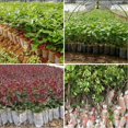 thumbnail image 1 of Bolsas de plantas, bolsas de vivero de plantas no tejidas, bolsas de siembra, plantas de macetas de plántulas de tela, suministros de invernadero para el jardín del hogar, 1 of 4